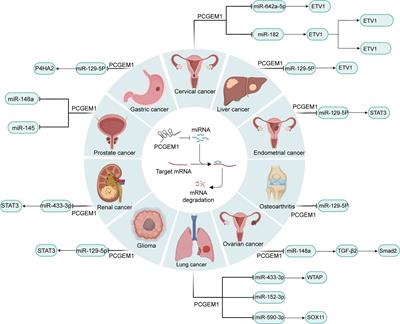 LncRNA PCGEM1 in Human Cancers: Functions, Mechanisms and Promising Clinical Utility
